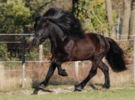 Gymir00